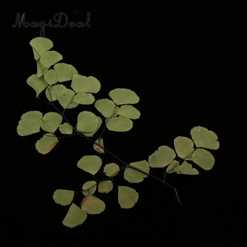 10pcs Natural Pressed Dried Flower Adiantum for DIY Arts Crafts Scrapbooking