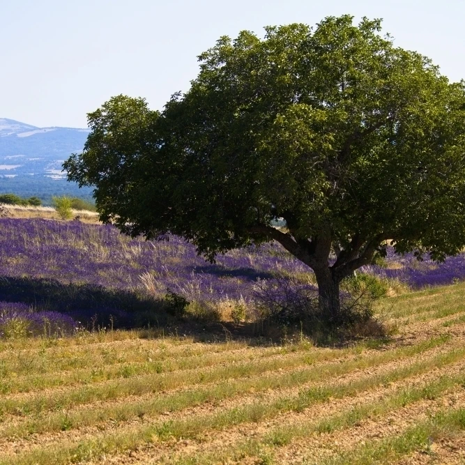 Blooming field of lavender (lavandula angustifolia) with mountains in the background;Vaucluse provence france (19 x 12)