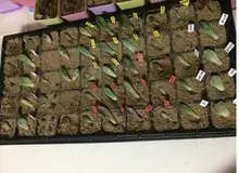 5 unids/lote, bandeja de plántulas PS más gruesa de 1mm, 150 g/pc, compartimentos caja de planta de semillero, jardín. pellete de semillas. bandejas semillero