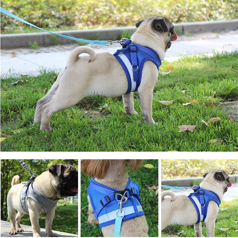 glowing dog collar  (13)
