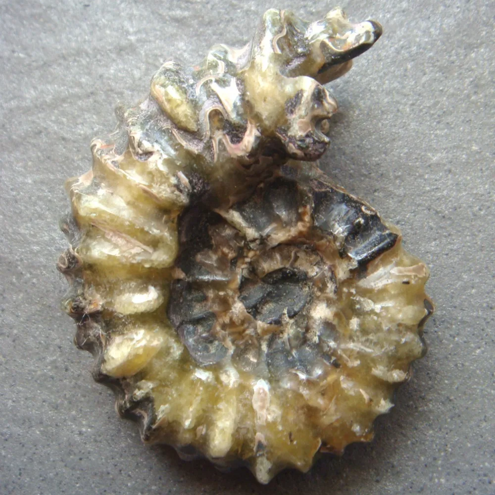 

2019 1PC 146g 77x55x35mm Natural Craft Polished Ammonite Fossil Mineral Specimens Specimen Collection Decoration
