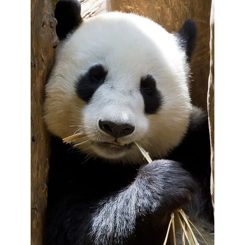

Full 5D DIY Diamond Painting Animal Cross Stitch pandas Resin Diamond Embroidery mosaic Arts Crafts home decoration painting