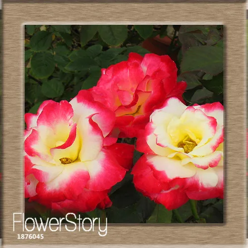 Большая распродажа! Топ белого цвета с сердечками и розовыми полосками по бокам Роза бонсай 24 Цвета растения в горшках Роза редкий цветочных растений балкон 50 шт./пакет,# CMJTY2 - Цвет: 13