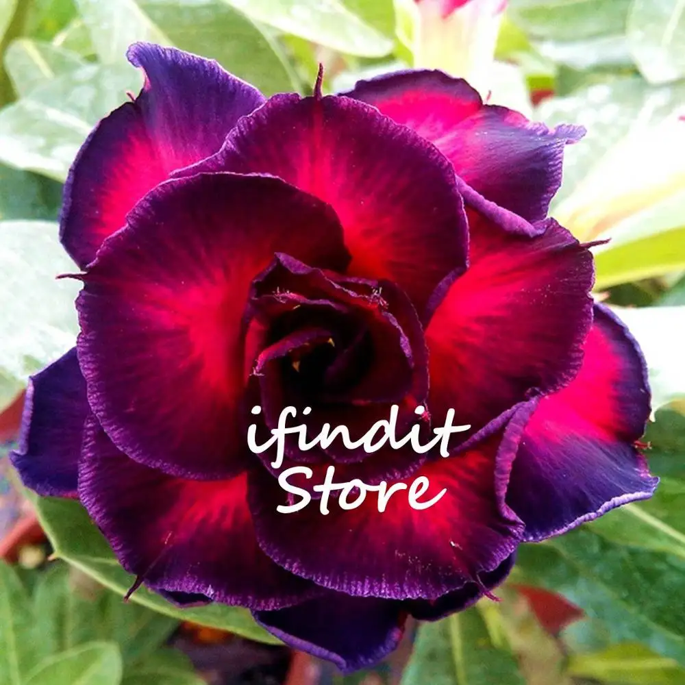 

2pcs Fresh Purple Red Black Mixed Desert Rose Adenium Obesum Bonsai Flowers plant Perennial DIY Home Garden Pot for Garden Home