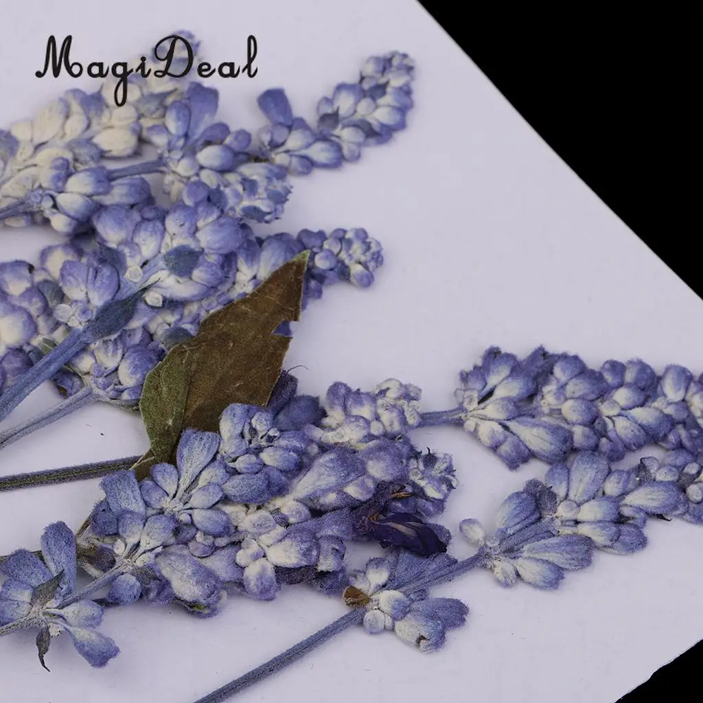 22pc Assorted Dried Pressed Flowers Real Violet & Sage Plant Herbarium For Scrapbooking Card Making DIY Jewelry Phone Case Craft