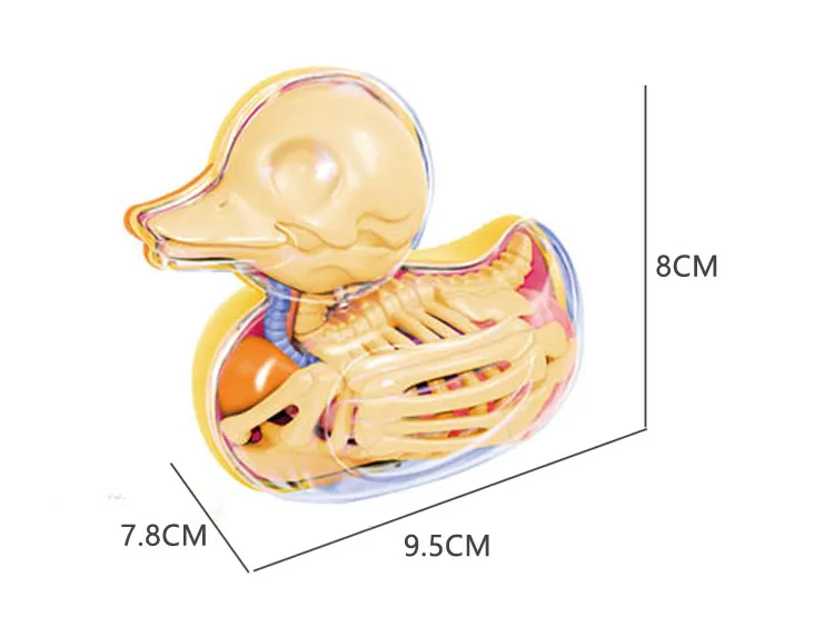 6 частей 4d желтая утка Скелет прозрачная головоломка собранная игрушка перспективная кость анатомическая модель ветеринарная