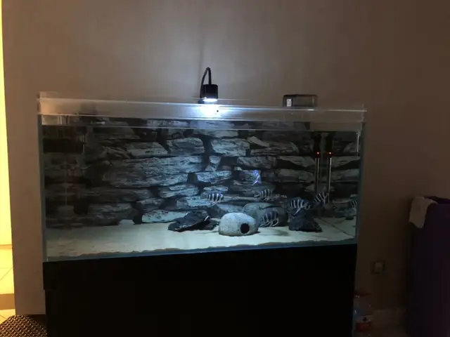 9700 Koleksi Aquarium Design In Wall Gratis