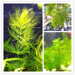 Смешанные растения Fish Tank аквариум растение бонсай растения Цветочные Горшки Кашпо цветы для дома и сада 500 шт./упак