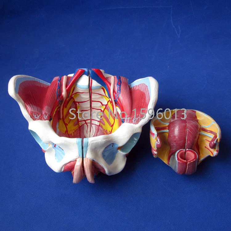 Weibliche becken mit organe, gefäße und nerven modell, weibliche becken anatomie modell in Weibliche becken mit organe, gefäße und nerven modell, ... Weibliche becken mit organe, gefäße und nerven modell, weibliche becken anatomie modell in Weibliche becken mit organe, gefäße und nerven modell, ...
