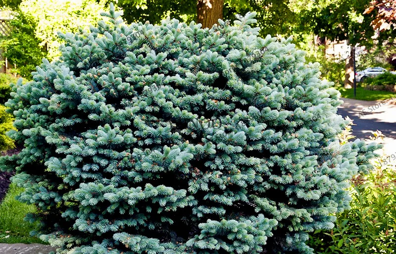 50 шт./пакет голубой/зеленый/серебристый ель flores Редкие Evergreen Колорадо Picea Pungens растения Цветочный горшок Плант для дома и сада