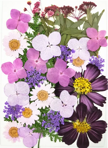 Маленькие сушеные цветы, прессованные цветы, сделай сам, консервированные цветы, украшение для дома, мини-цветы - Цвет: 1.5
