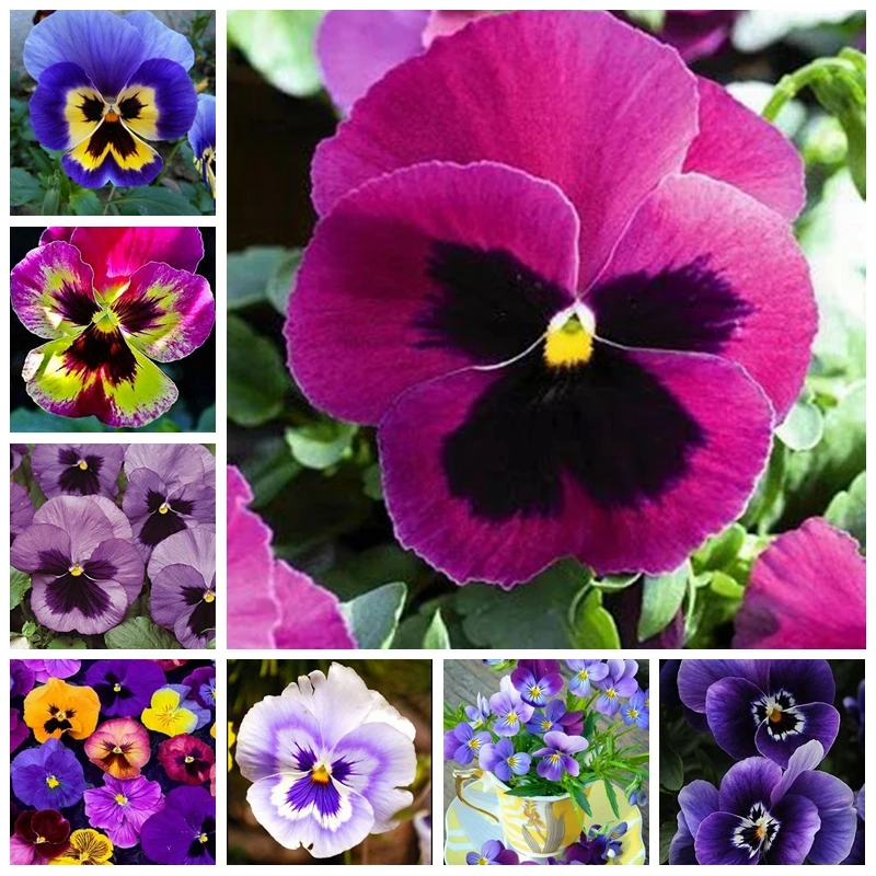 

Free Shipping 100 Pcs Exotic Pansy Plant Mix Color Bonsai Flower Planta DIY Home Garden Potted Or Yard Ornamental Planting