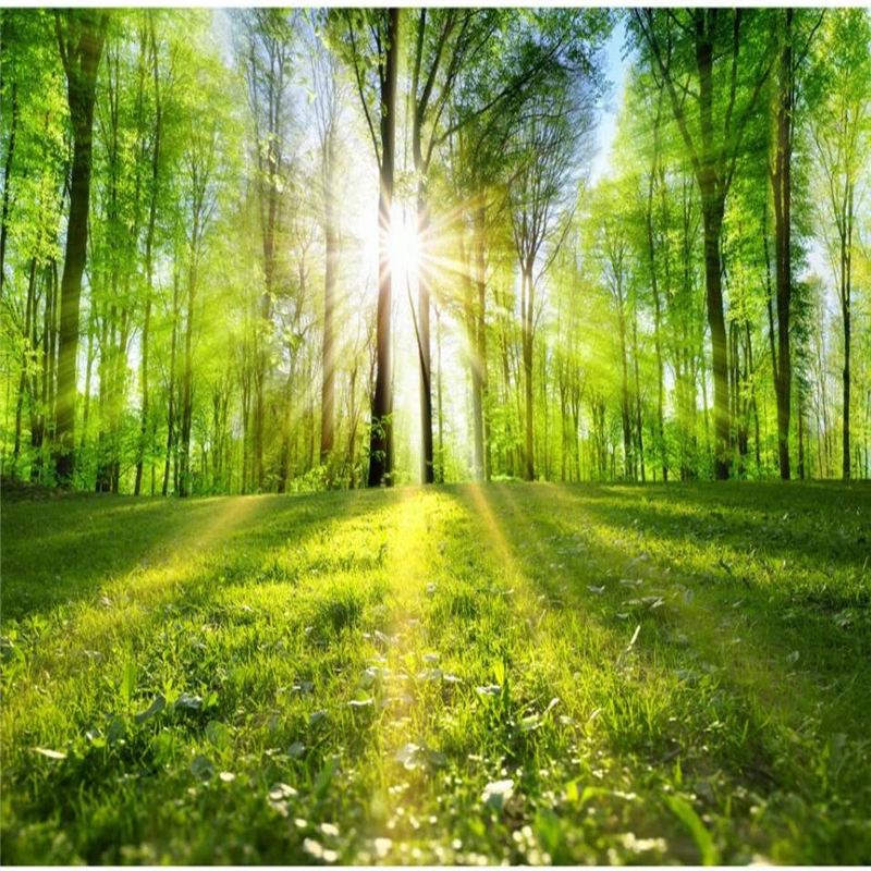 "солнце в лесу". Солнце осветило зеленую. Лесная поляна (полянка) 1897. Осень солнце. Солнечный пейзаж.