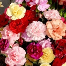 13 Colors Carnation Seeds 30pcs/pack Balcony Potted Courtyard Garden Plants Dianthus Caryophyllus Flower Seeds