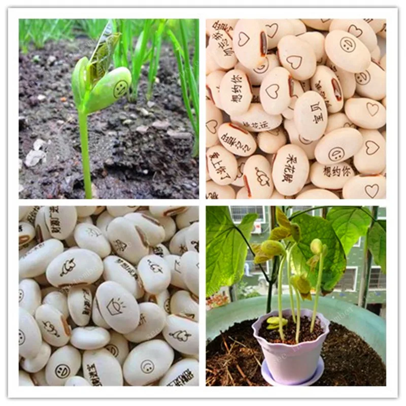 

Promotion! 5pcs Magic beans Magic growth patterns and words of perennial Indoor flowers climbing potted plants