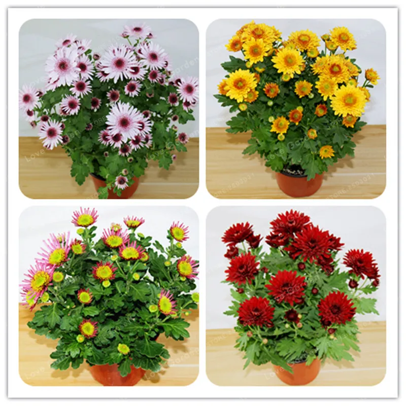 

100 Pcs Chrysanthemum Bonsai Beautiful Flower Bonsai Perennial Home Garden Plant Spray Chrysanthemum Bonsai