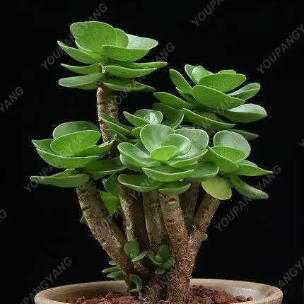

100pcs Fresh Real Portulaca molokiniensis Bonsai Succulent Plants (Jinqianmu) fiy for home garden decoration