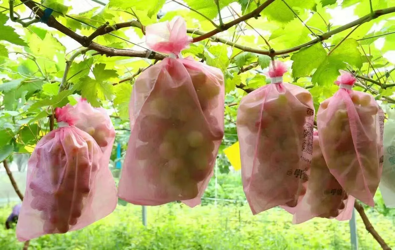 Сетки для виноградных гроздей. Пакет от ос на винограде. Защита винограда от ос. Мешки для винограда от ос узбекистан. Мешки для винограда от птиц.