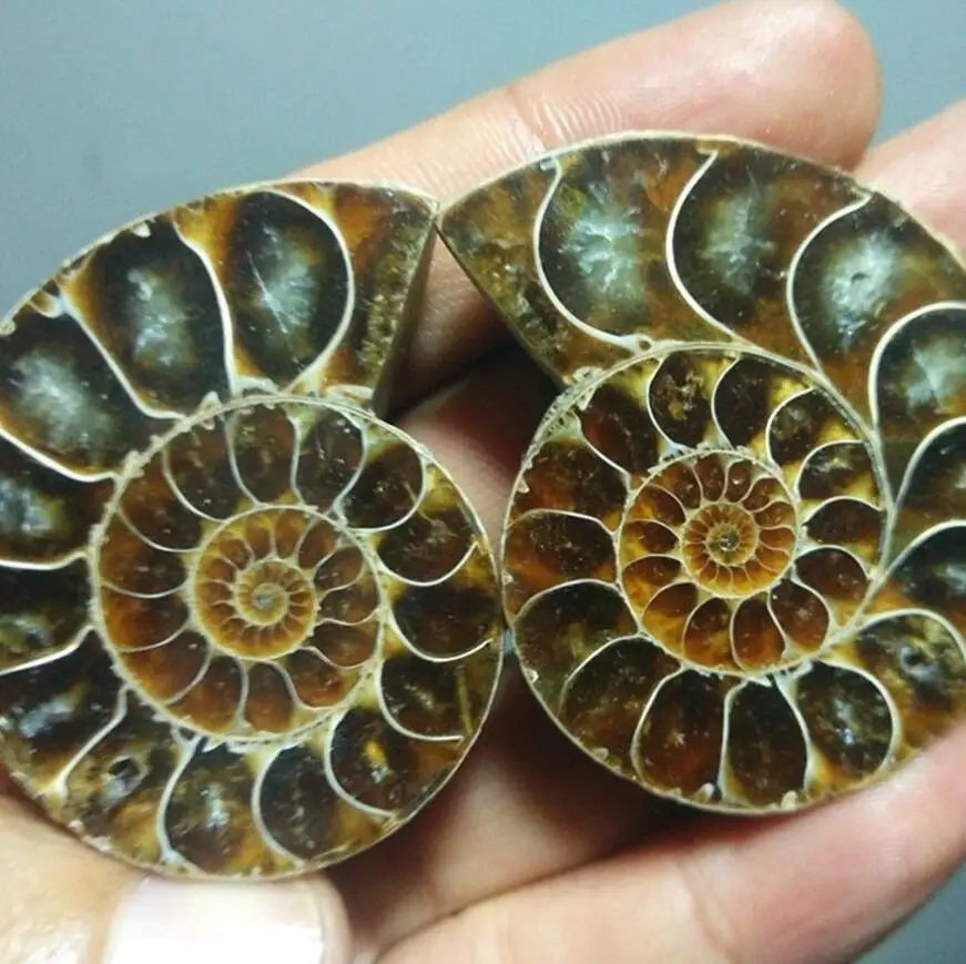 

72g Split Ammonite Fossil Specimen Shell Healing Madagascar