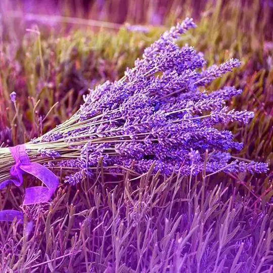 Bouquets Of Lavender