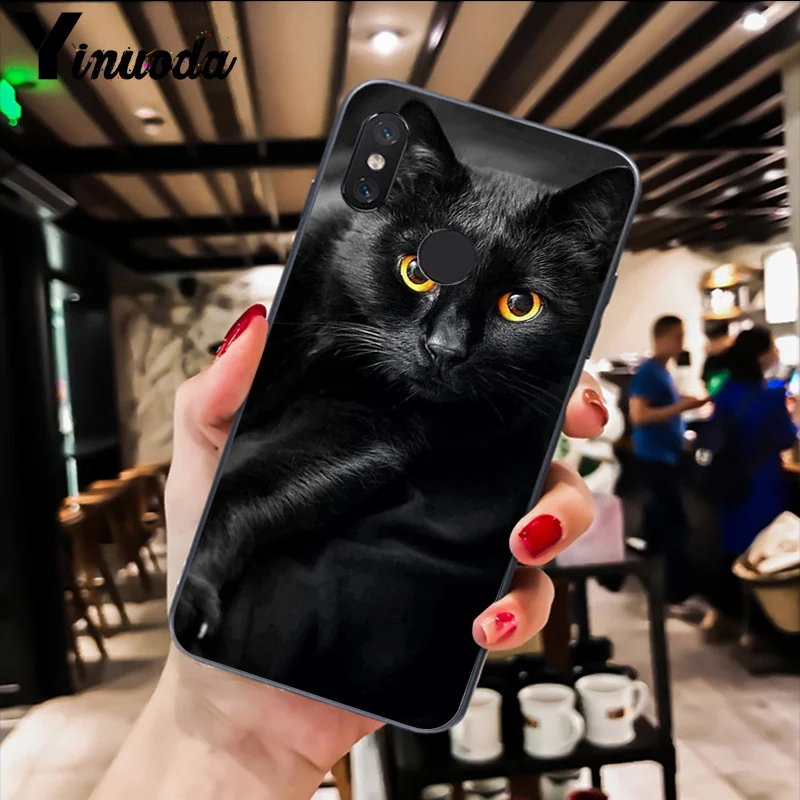 Cute Black Cat Staring Eyes 