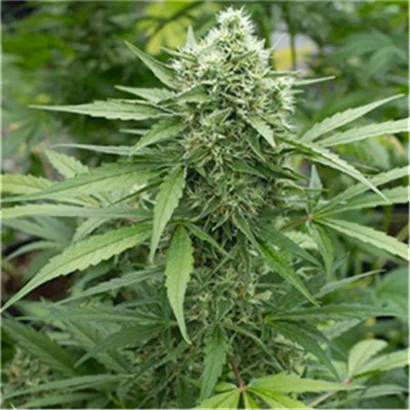 Growing Cannabis Organic Style