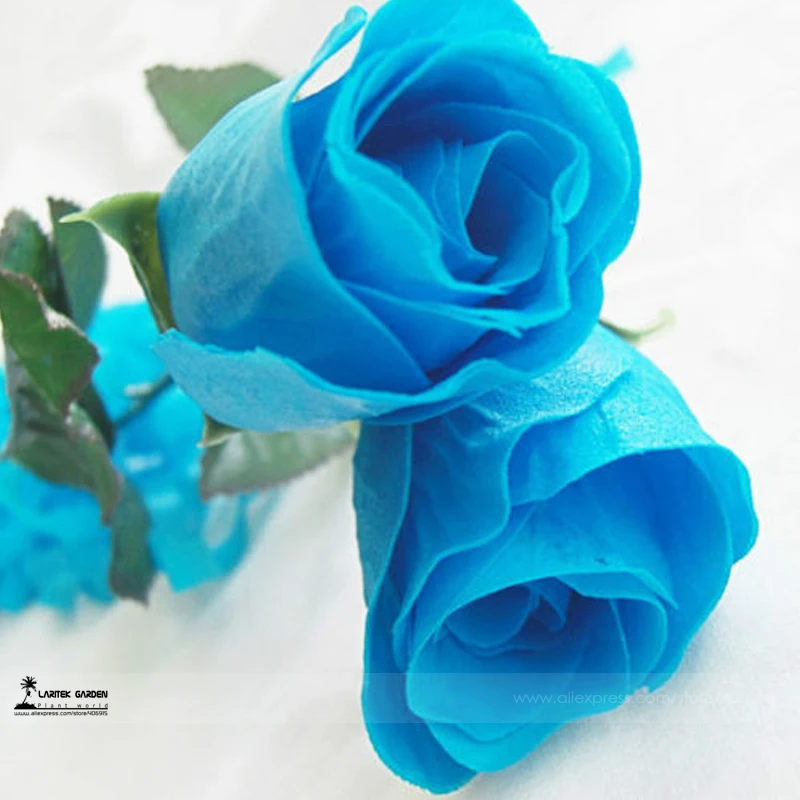 Online Buy Wholesale blue roses plants from China blue roses plants