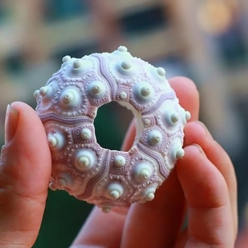 Воздушные растения простой Морской Urchin shell Настольный Tillandsia держатель