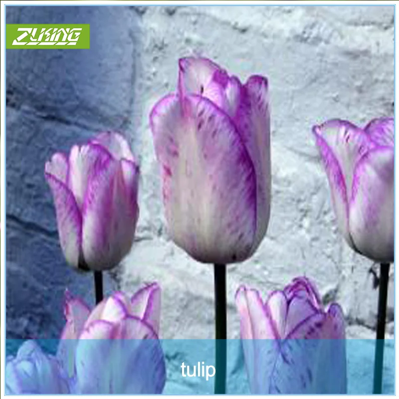 

ZLKING 2pc Ture Purple Tulip Bulbs Not Tulip Bonsai Flower Tulips Bulbous Root Tulipanes Garden Plant High Germination Rate