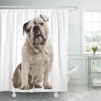 

Fabric Shower Curtain with Hooks Dog English Bulldog Sitting and Looking at The Camera White Face Pet Studio Making