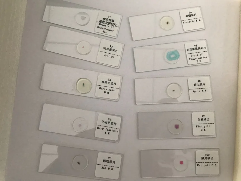 prepared microscope slides (2)