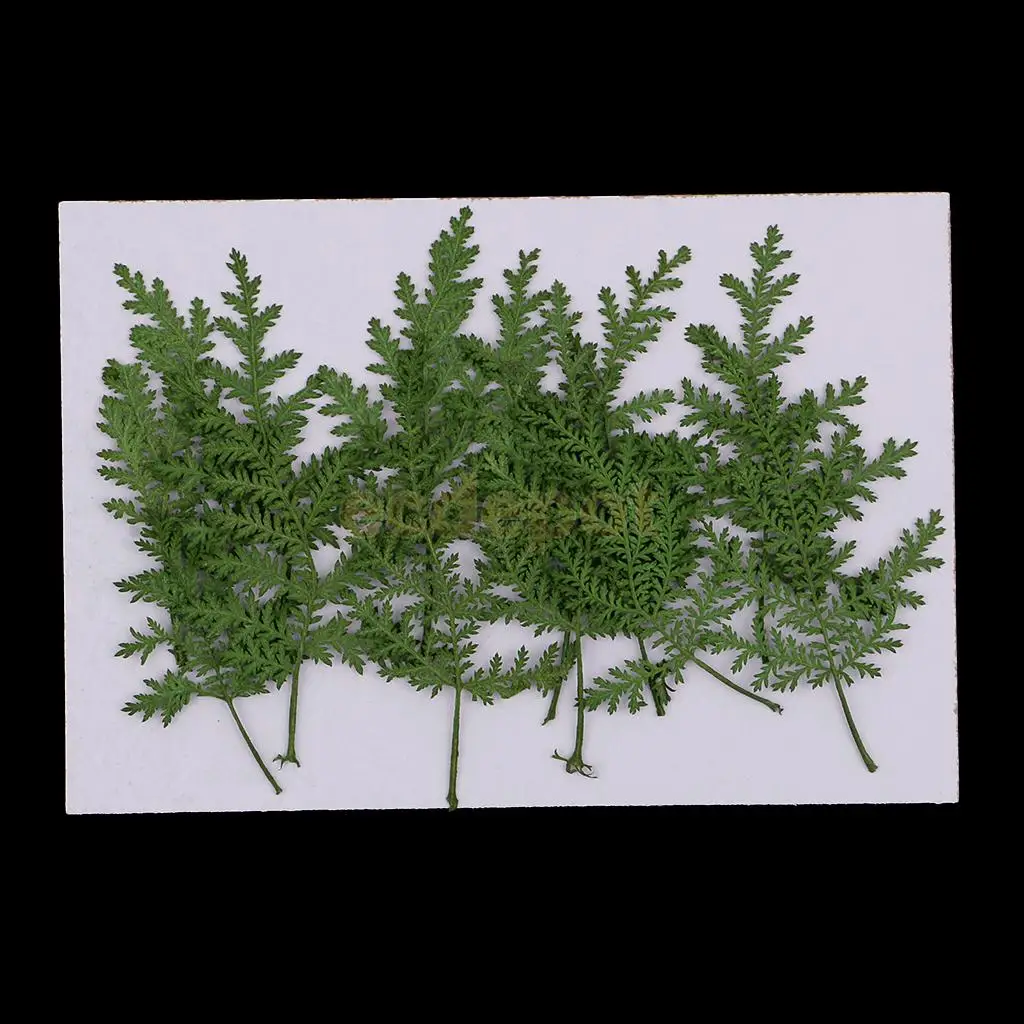 12 PCS Natural Pressed Real Dried Flower Wormwood Leaf for Soap Candle Making Decoration Resin Casting DIY Ornament scrapbooking