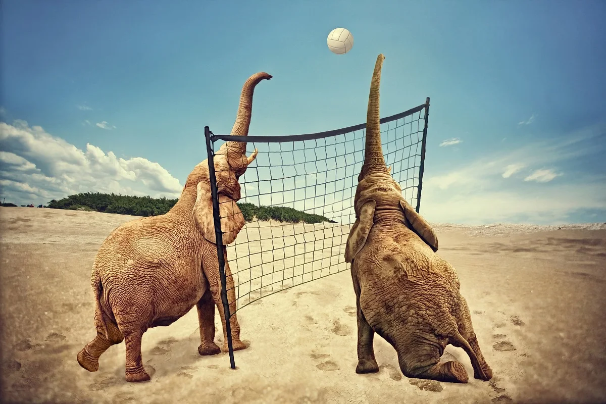 custom fabric poster elephants playing volleyball animal sport MD658