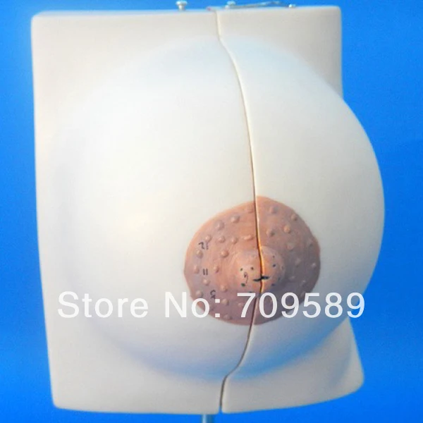 

ISO Mammary Gland in Resting Period, Anatomical Section Model of Female Breast
