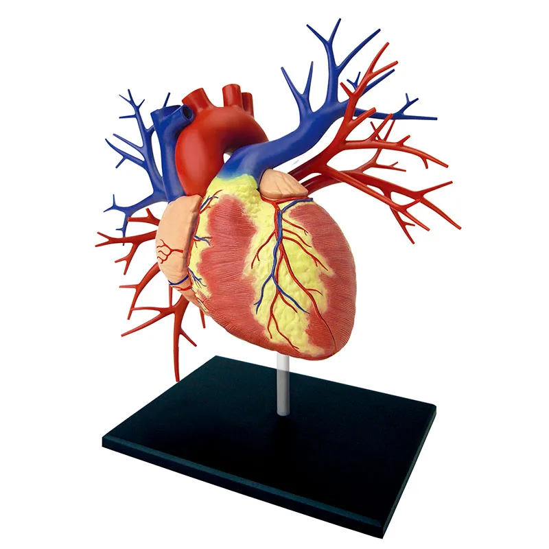 4D 1:1 Heart Intelligence сборная игрушка Анатомия человеческого органа манекен для медицинского обучения DIY популярная научная техника