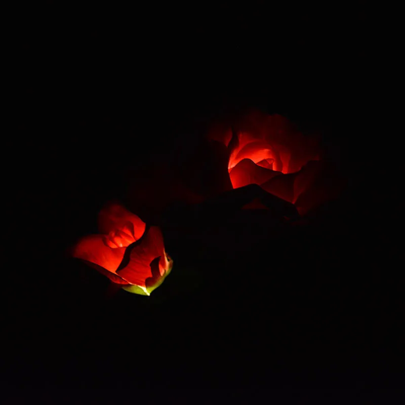 DSC_0312
