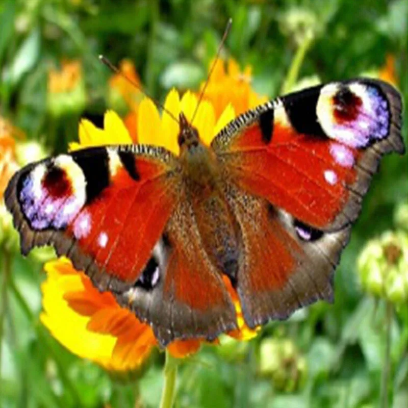 

5D Diy Diamond Painting Cross Stitch Butterfly Full Square Diamond Embroidery Rinestones Painting Diamond Mosaic Home Decor
