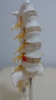 

Natural big size lumbar adult band model human model skeleton model