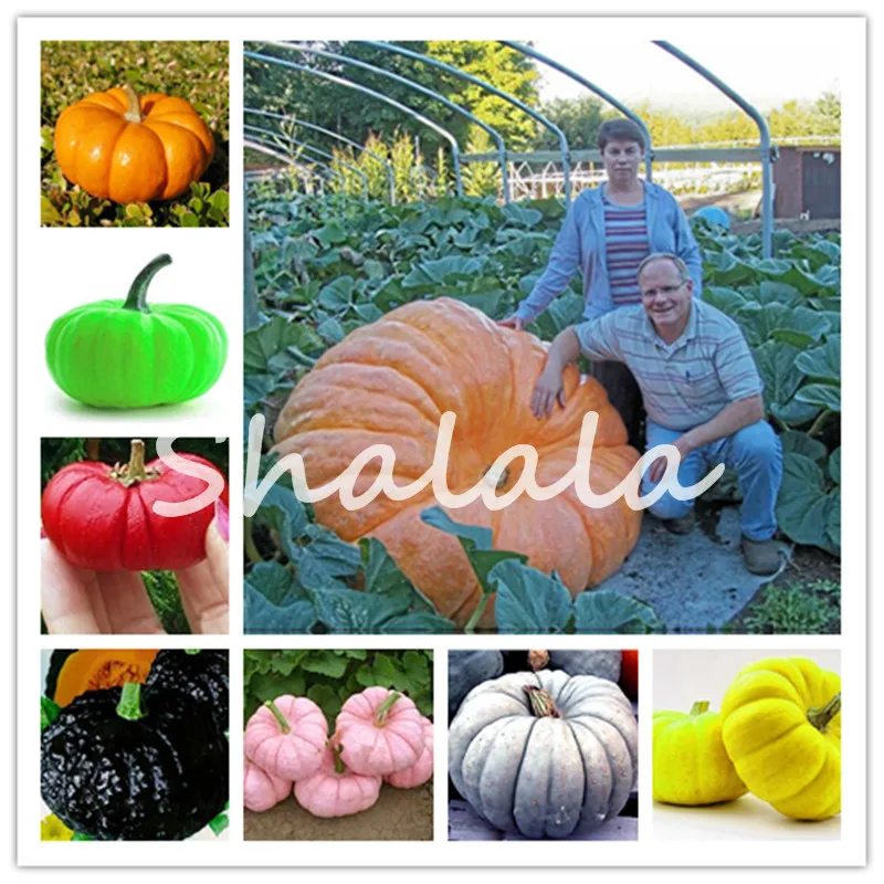 

Promotion! 30pcs Giant Pumpkin Bonsai Very Heavy Atlantic Giant Pumpkin Melon Happy Farm Plants Organic Vegetable Green Food