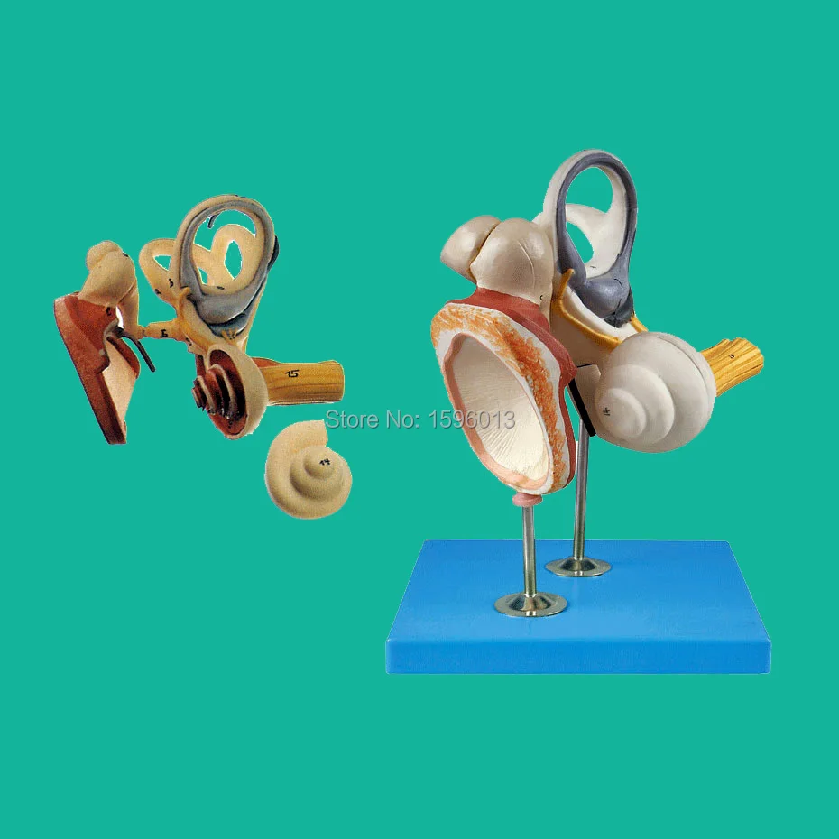 

Inner Ear, Auditory Ossicle and Tympanic Membrane Model, Ear Anatomical Model, Ear structure model