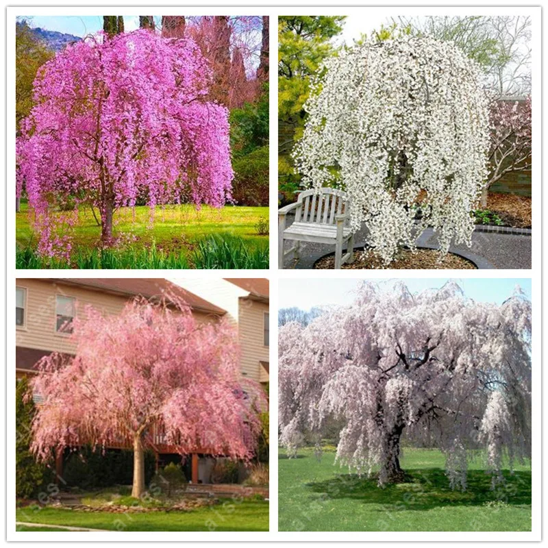 bonsai 10 PCS japanese sakura plants rare Japanese cherry Blossoms Pink flowers in indoor plant bonsai tree