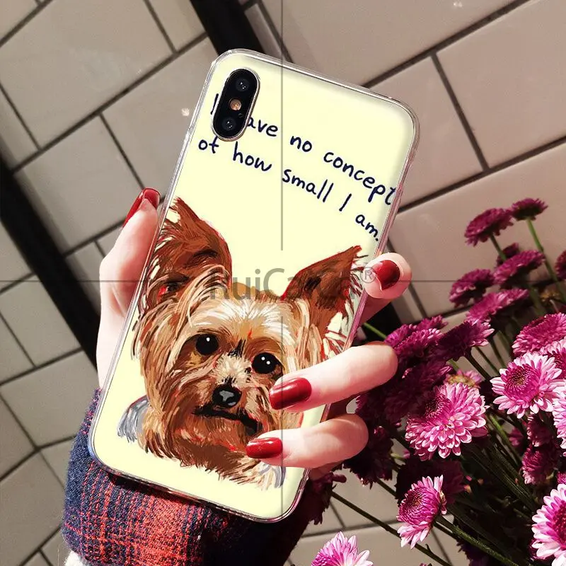 Yorkshire Terrier Dog