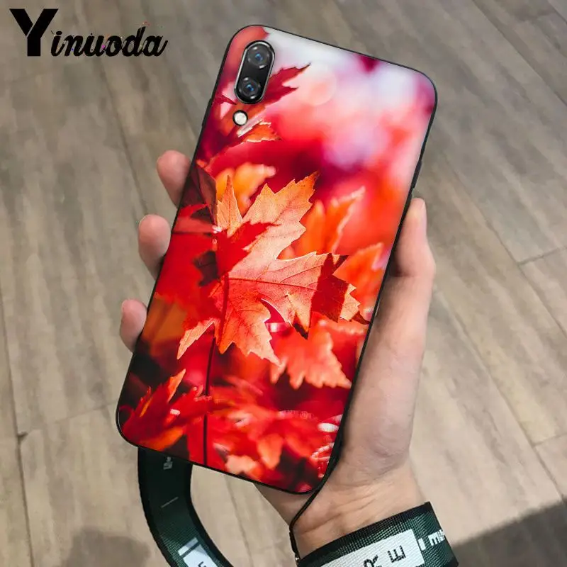 Deciduous maple leaf