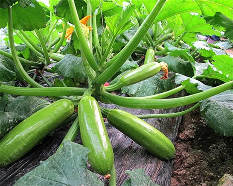 

20pcs Summer Squash - Zucchini Chaklun Organic Heirloom Vegetable bonsai for home garden