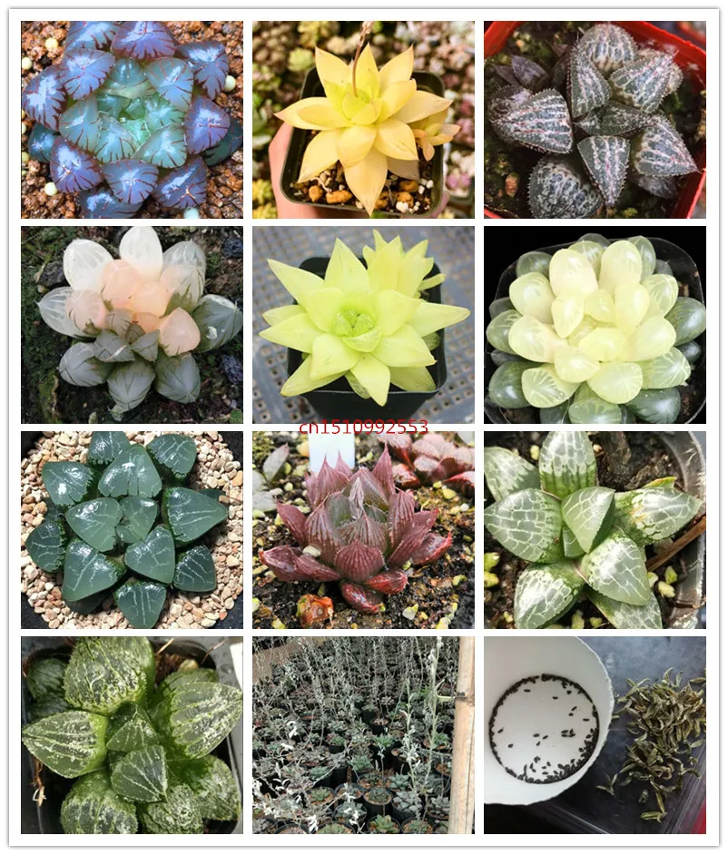 

10pcs/bag Bonsai flower Rare mix Haworthia cooperi Baker Perennial flowering potted plants Opuntia succulent plants-168