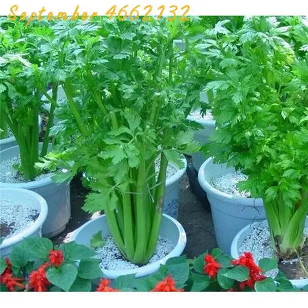 High quality 500 PCS Parsley bonsai Concentrated Flavor And Tender Crisp Celery plant small home garden cultivation High quality 500 PCS Parsley bonsai Concentrated Flavor And Tender Crisp Celery plant small home garden cultivation