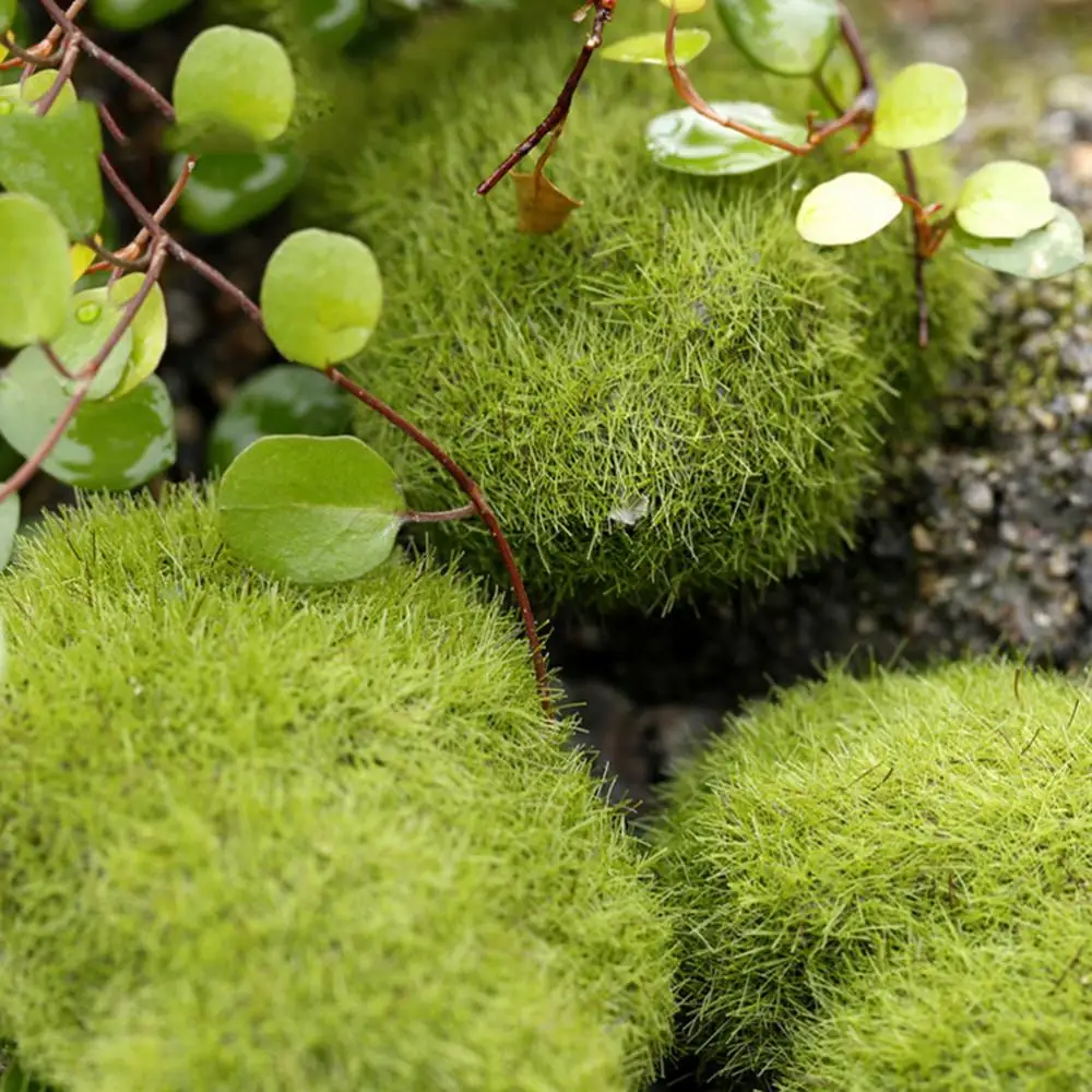 Синтетическая смола зеленый мох шар 3 размера Marimo аквариумное растение Cladophora подводный аквариум орнамент