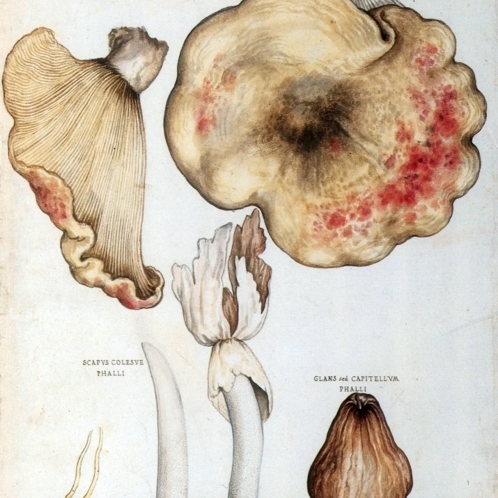 Fungi  Stinkhorns Poster Print by Science Source (18 x 24)