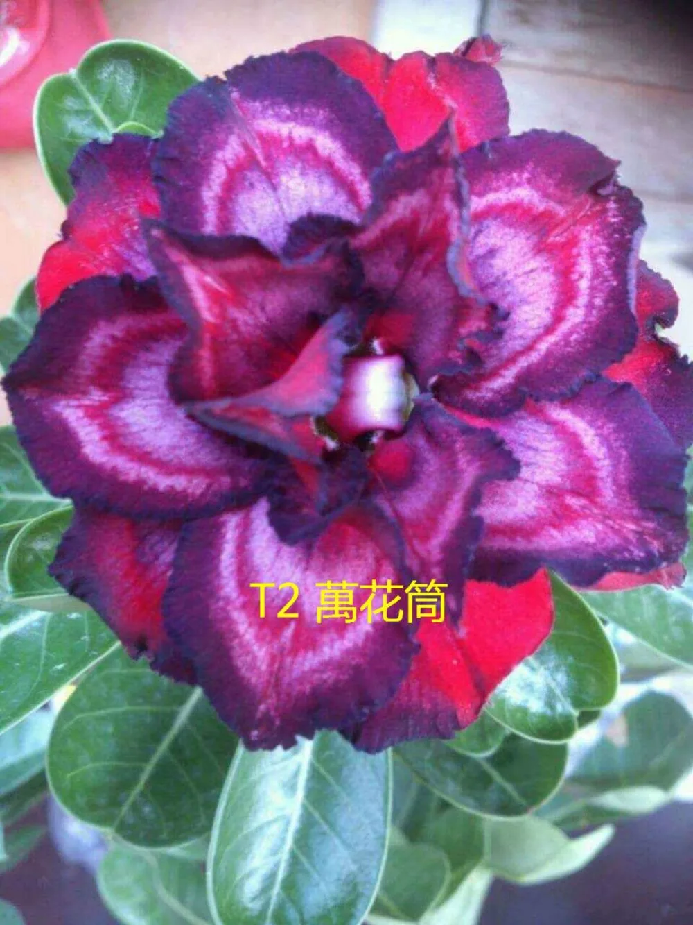 

100% Fresh Real Adenium Obesum semillas - Bonsai Desert Rose Flower Plant Sementes S18-19