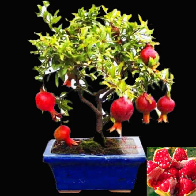bonsai pomegranate seeds very